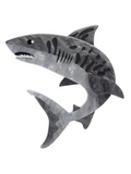 Tiger Shark Brooch