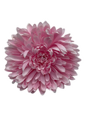 Large Chrysanthemum Hair Flower - Pink